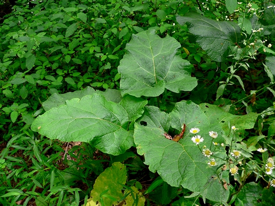 {Arctium minus}